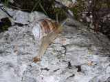 33. _pužu mužu pruži roge van..._ - upalilo je